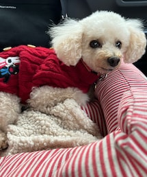 チャコはリサガスニットだよ❤️ | ペットウェア