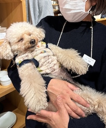 雑貨屋の店長さんに抱っこしてもらうチャコ💗 | ペットウェア