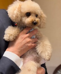 お祝い中のチャコ💗 | ペットウェア