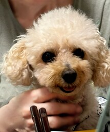 ばあばにべったりなチャコ🩷 | ペットウェア