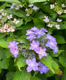 ダンスパーティー | ルームフレグランス/お香