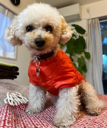 チャコはLeeのダウンジャケットだよ🧡 | ペットウェア