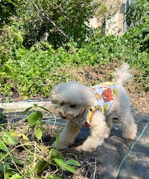 これは何のニオイだ⁉️ | ニャンコと遭遇‼️ニオイチェック💗(ペットウェア)