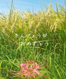 お米を作ってる友達から🌾 | 食器/キッチン