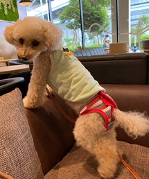 パンツ姿のチャコ💗 | ペットウェア