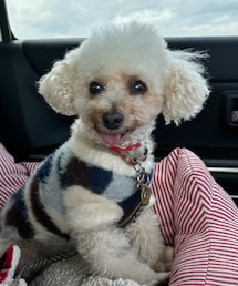 どこまでが洋服なのかわからないチャコ🤣 | ペットウェア