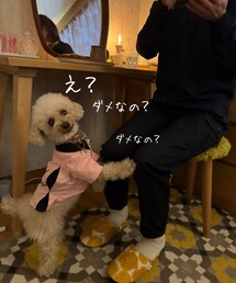 たしなめられるチャコ🌸 | ペットウェア