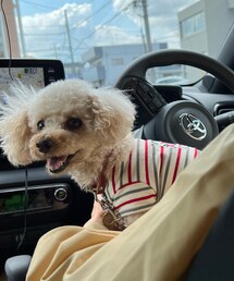 チャコはじいじに抱っこしてもらったよ🌸 | 楽しい♫(ペットウェア)