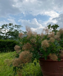 スモークツリーかわいい🤎 | フレグランス