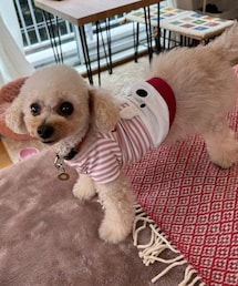 やっぱりリサガスが好き💗 | ペットウェア