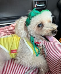 スイカ帽子🍉 | ペットウェア