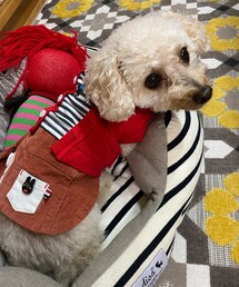 チャコはボーダーにカーディガンだよ💗 | ペットウェア