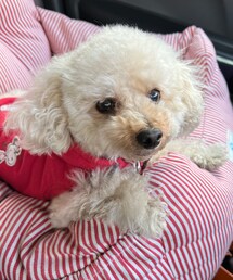 チャコはモフモフ🌸 | 助手席で見つめる見つめる瞳が可愛いから3/12はモフモフ記念日(ペットウェア)