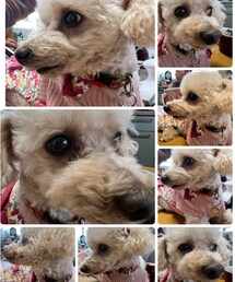 チャコは実家が好き💗 | 両親にみせる可愛い表情のチャコ💗(ペットウェア)