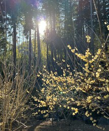 蝋梅🌼 | アウトドア/スポーツ