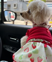 チャコもお客様をお迎えするよ💗 | ペットウェア