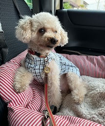 チャコも行く🩵 | ペットウェア