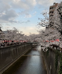 目黒川の桜🌸 | その他