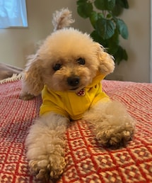 早くお散歩しよ‼️のポーズのチャコ💛 | トリミング前のチャコ、モフモフ💛(ペットウェア)