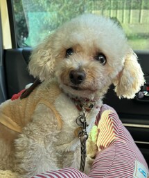 明日トリミングに行くことを知らないチャコ🌸 | ペットウェア