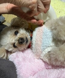 ママにマッサージ機を当てられ至福の時のチャコ💗 | ペットウェア