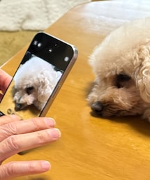 じいじの接写の練習に付き合うチャコ💗 | その姿を撮る私。(ペットウェア)