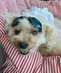 チャコはサングラスだよ🕶 | その他ペットグッズ