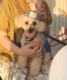 チャコもベレー帽だよ🌸 | ペットウェア