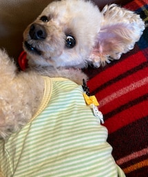 振り向きチャコちゃん💚 | ペットウェア