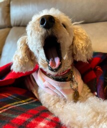 大あくびのチャコ💗 | ペットウェア