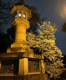 靖国神社の桜🌸 | 中はもっともっと綺麗だと思います🌸(その他)