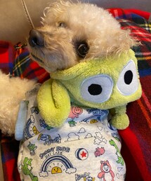 チャコもかぶりたい🌸 | ペットウェア