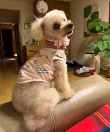 チャコはトリミングしたよ💗 | ペットウェア