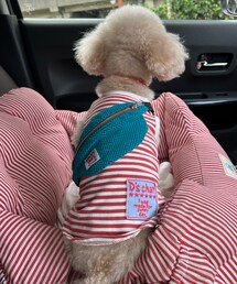 チャコの後ろ姿🌸 | ペットウェア