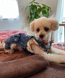 チャコもオーバーオールLOVE💗 | ペットウェア