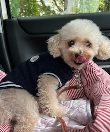 チャコペロ👅 | ペットウェア