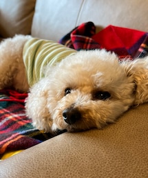 チャコもグリーンのしましまだよ💚 | まだピーピーしてるチャコ(ペットウェア)