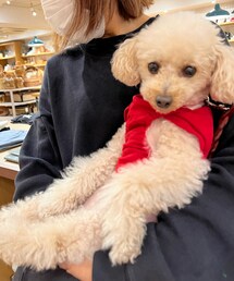 大好きな雑貨屋のスタッフさんに抱っこしてもらったよ💗 | ペットウェア