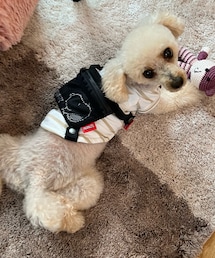 オモチャと遊ぶチャコ🌸 | これはチャコのオモチャ❣️誰にも渡さないぞっ❣️(ペットウェア)