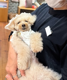 チャコはお気に入りの雑貨屋の店長さんに抱っこされ、赤ちゃん状態👶✨ | ペットウェア