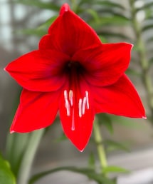 蕾だったアマリリスが咲きました🌺 | アウトドア/スポーツ