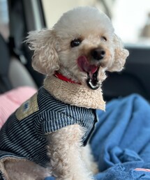 チャコペロ👅 | チャコもモフモフヒッコリーつなぎ💙(ペットウェア)