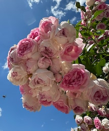 バラ🌹 | ビューティーグッズ