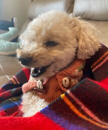 チャコ、ウケる🤣 | ペットウェア