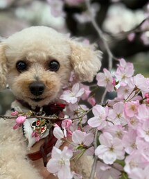 チャコと桜🌸 | ペットウェア