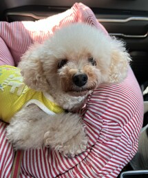 チャコはひんやりミニヨンだよ💛 | ペットウェア