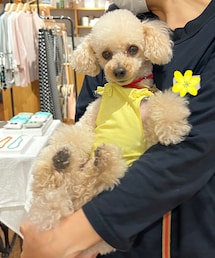 チャコは雑貨屋さんのお姉さんに抱っこして貰ったよ💛 | ペットウェア