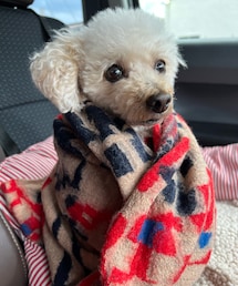 チャコ巻き巻き❤️ | ペットウェア