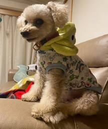 チャコのお気に入りの場所💗 | ソファーの手すりサイコー💗(ペットウェア)