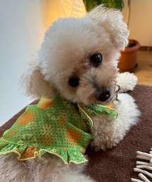 チャコはドヤさワンピだよ💚 | ペットウェア